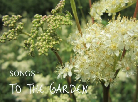 meadowsweet