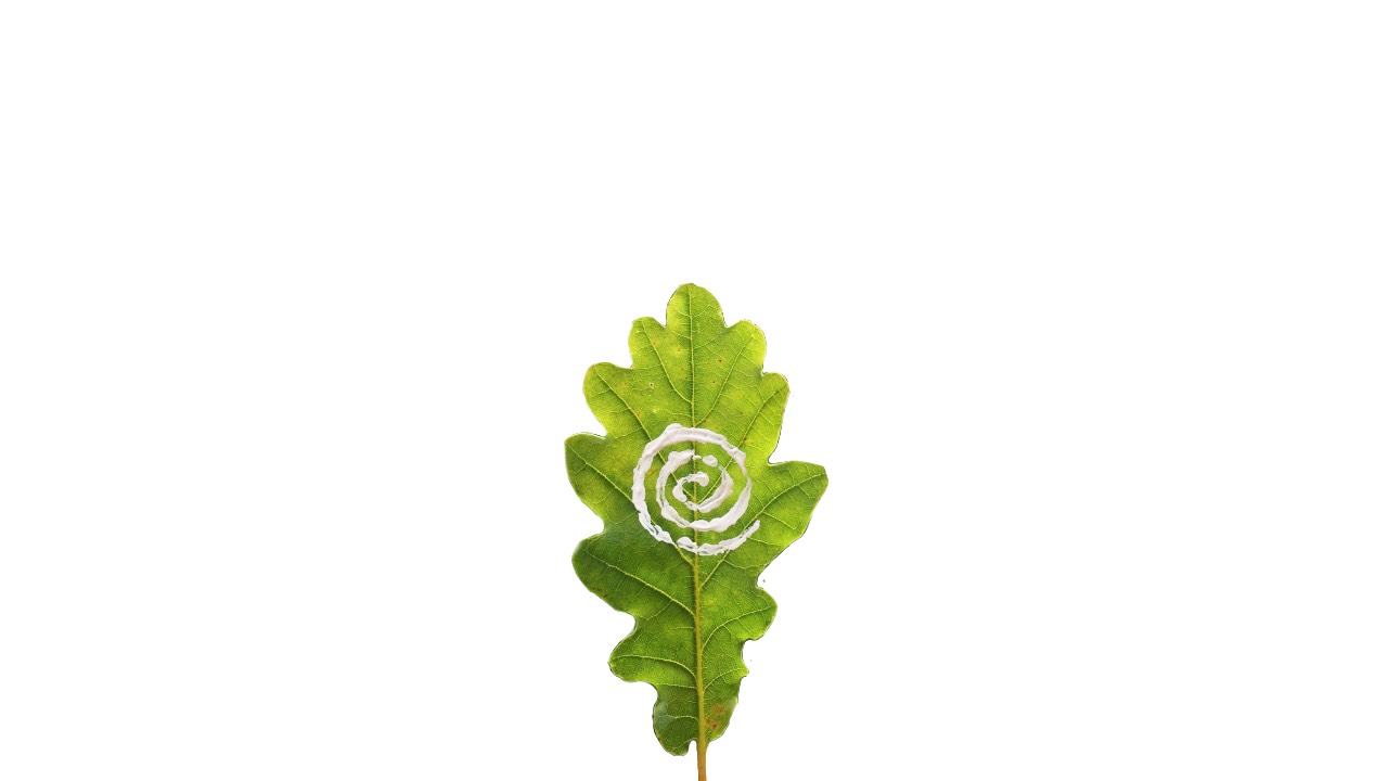 oakleaf spiral